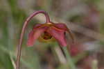 Parrot pitcherplant